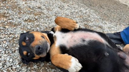 Illustration : 6 chiens au pelage sombre que vous pouvez adopter et qui vous aimeront de mani&egrave;re inconditionnelle