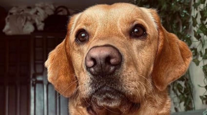 Illustration : Un Labrador d&eacute;terre une bouteille de poison dans son jardin et l&egrave;ve le voile sur un meurtre vieux de 160 ans