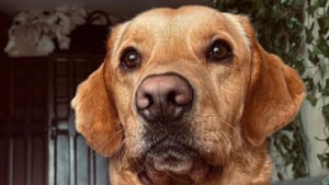 Illustration : Un Labrador d&eacute;terre une bouteille de poison dans son jardin et l&egrave;ve le voile sur un meurtre vieux de 160 ans