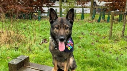 Illustration : Un ancien chien policier atteint d'un cancer cardiaque incurable est plac&eacute; en soins palliatifs dont les frais sont financ&eacute;s par une fondation