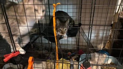 Illustration : 5 chats maltrait&eacute;s dont 3 enferm&eacute;s dans des cages pleines d'excr&eacute;ments sont saisis et d&eacute;couvrent enfin des conditions de vie dignes