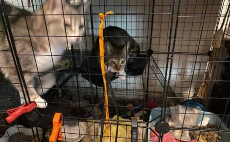 5 chats maltraités dont 3 enfermés dans des cages pleines d'excréments sont saisis et découvrent enfin des conditions de vie dignes