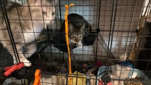 Illustration : 5 chats maltrait&eacute;s dont 3 enferm&eacute;s dans des cages pleines d'excr&eacute;ments sont saisis et d&eacute;couvrent enfin des conditions de vie dignes