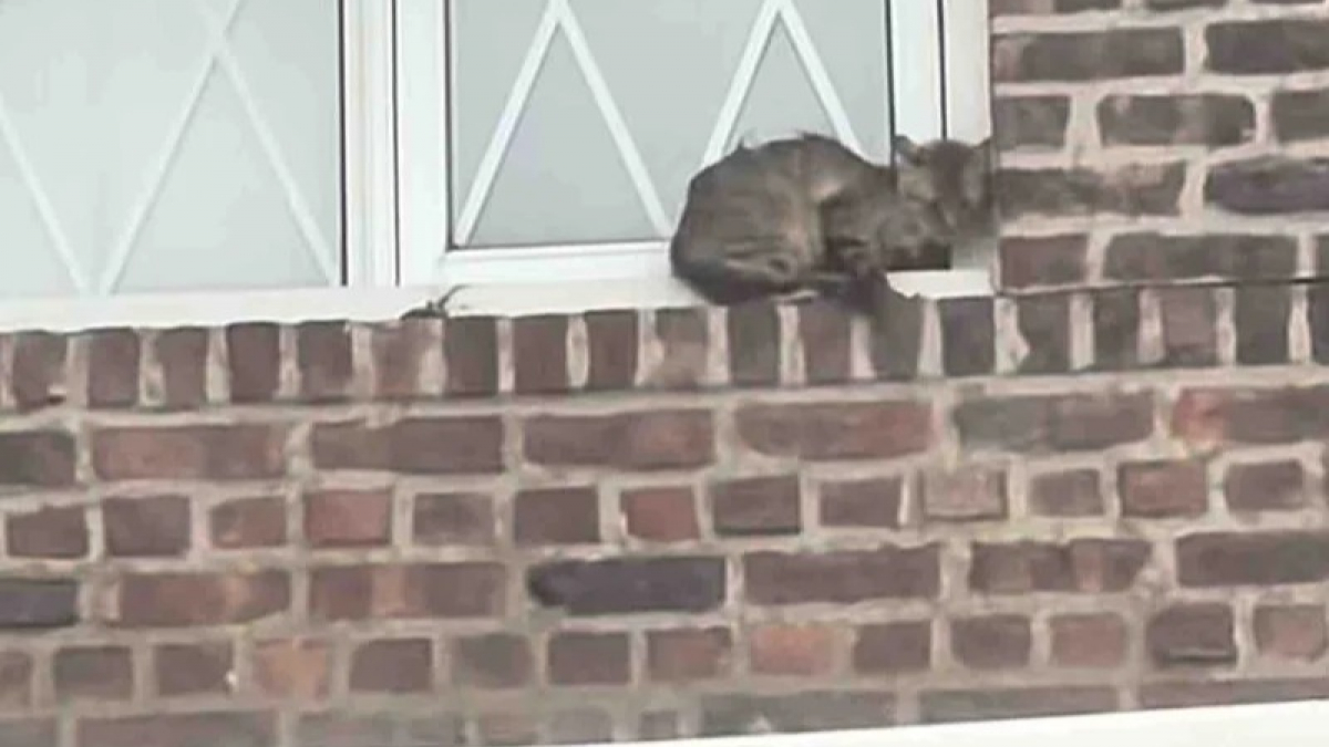 Illustration : "Coincée au bord d’une fenêtre, cette chatte est secourue par des sauveteurs qui gagnent ensuite sa confiance"
