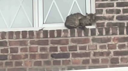 Illustration : Coinc&eacute;e au bord d&rsquo;une fen&ecirc;tre, cette chatte est secourue par des sauveteurs qui gagnent ensuite sa confiance