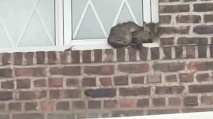 Illustration : Coinc&eacute;e au bord d&rsquo;une fen&ecirc;tre, cette chatte est secourue par des sauveteurs qui gagnent ensuite sa confiance
