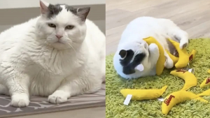 Illustration : Atteinte d'obésité morbide une chatte perd 3 kilos grâce à des jouets olfactifs remplis d'herbe à chat