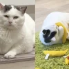 Illustration : Atteinte d'ob&eacute;sit&eacute; morbide une chatte perd 3 kilos gr&acirc;ce &agrave; des jouets olfactifs remplis d'herbe &agrave; chat