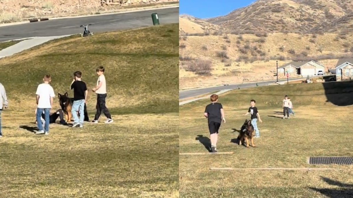 Illustration : "Un Berger Allemand joue au football avec les enfants du quartier qui l’ont invité à se joindre à eux"