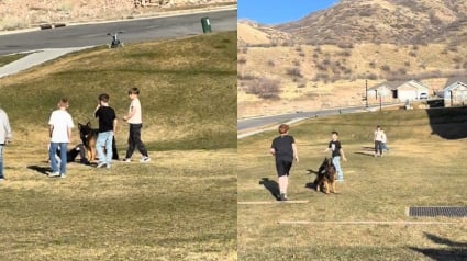 Illustration : Un Berger Allemand joue au football avec les enfants du quartier qui l&rsquo;ont invit&eacute; &agrave; se joindre &agrave; eux