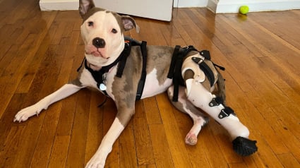Illustration : Recueillie avec une double amputation, une chienne retrouve sa mobilit&eacute; gr&acirc;ce &agrave; des proth&egrave;ses orthop&eacute;diques (vid&eacute;o)
