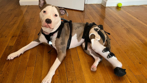Illustration : Recueillie avec une double amputation, une chienne retrouve sa mobilité grâce à des prothèses orthopédiques (vidéo)