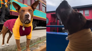 Illustration : Une femme documente sur Instagram le premier voyage de son chien intrigué par les trains (vidéo)