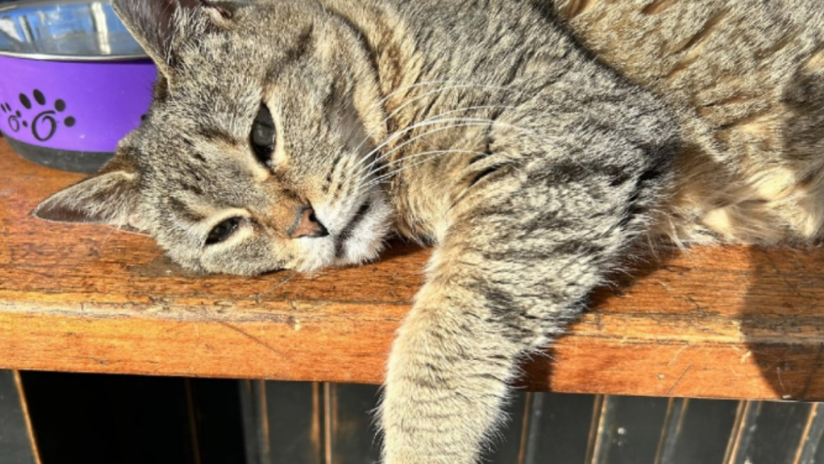 Illustration : "Mascotte au sein d’une boutique associative, cette chatte de 25 ans illumine le quotidien des équipes et des clients en manque de tendresse"