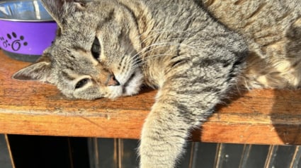 Illustration : Mascotte au sein d&rsquo;une boutique associative, cette chatte de 25 ans illumine le quotidien des &eacute;quipes et des clients en manque de tendresse