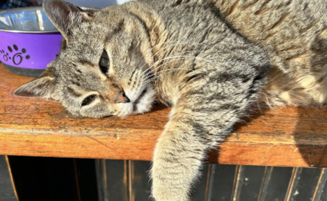 Mascotte au sein d’une boutique associative, cette chatte de 25 ans illumine le quotidien des équipes et des clients en manque de tendresse