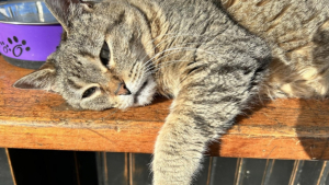 Illustration : Mascotte au sein d’une boutique associative, cette chatte de 25 ans illumine le quotidien des équipes et des clients en manque de tendresse