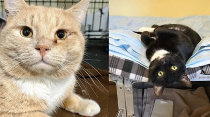 Illustration : &laquo; Ils viennent vivre avec moi &raquo;, une femme change ses plans et adopte un duo de chats ins&eacute;parables et tr&egrave;s complices