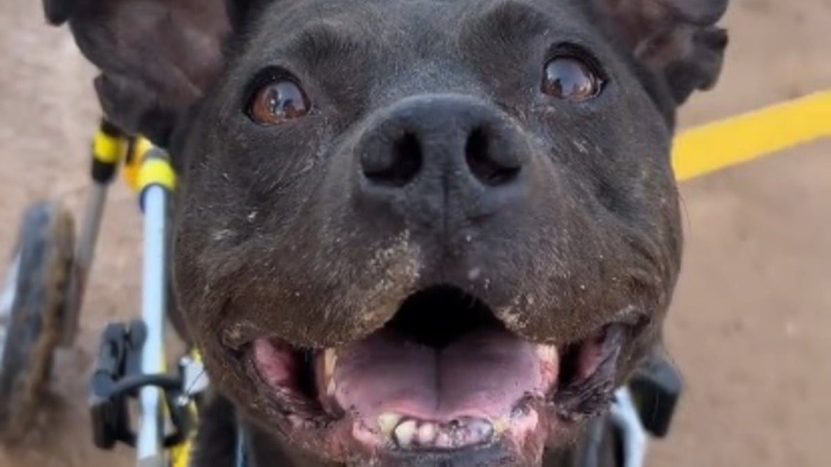 Illustration : "Opérée d'une rupture du ligament croisé une chienne Pitbull retrouve sa mobilité grâce à un chariot sur mesure (vidéo)"