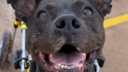 Illustration : Op&eacute;r&eacute;e d'une rupture du ligament crois&eacute; une chienne Pitbull retrouve sa mobilit&eacute; gr&acirc;ce &agrave; un chariot sur mesure (vid&eacute;o)