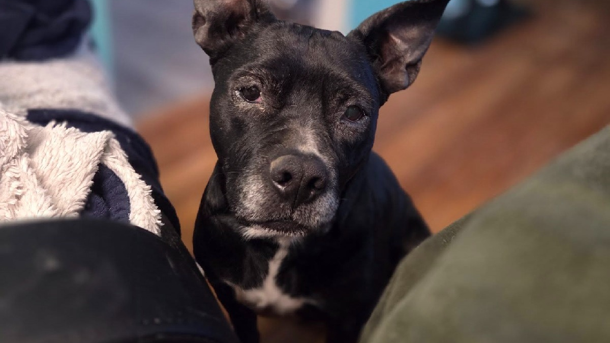 Illustration : "Recueillie après une descente antidrogue, cette chienne placée 5 mois en famille d’accueil trouve enfin des adoptants"