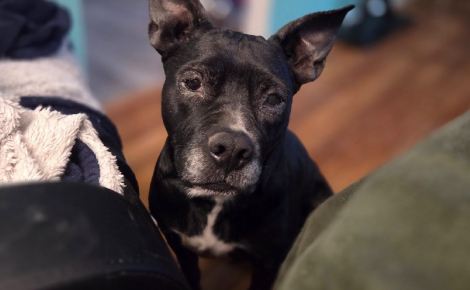 Recueillie après une descente antidrogue, cette chienne placée 5 mois en famille d’accueil trouve enfin des adoptants