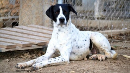 Illustration : &laquo; Personne ne les avait jamais caress&eacute;s &raquo;, 2 chiens sauv&eacute;s de l'errance cherchent une famille aimante 