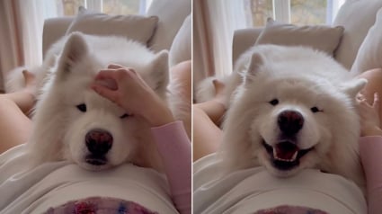 Illustration : Un Samoy&egrave;de sent pour la premi&egrave;re fois le coup de pied du b&eacute;b&eacute; dans le ventre de sa ma&icirc;tresse (vid&eacute;o)