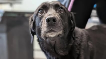 Illustration : &Eacute;ject&eacute;e d'un v&eacute;hicule en marche puis percut&eacute;e par un poids lourd, une chienne amput&eacute;e d'un membre est adopt&eacute;e par son sauveteur (vid&eacute;o)