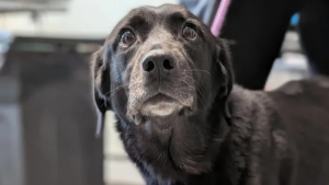 Illustration : Éjectée d'un véhicule en marche puis percutée par un poids lourd, une chienne amputée d'un membre est adoptée par son sauveteur (vidéo)