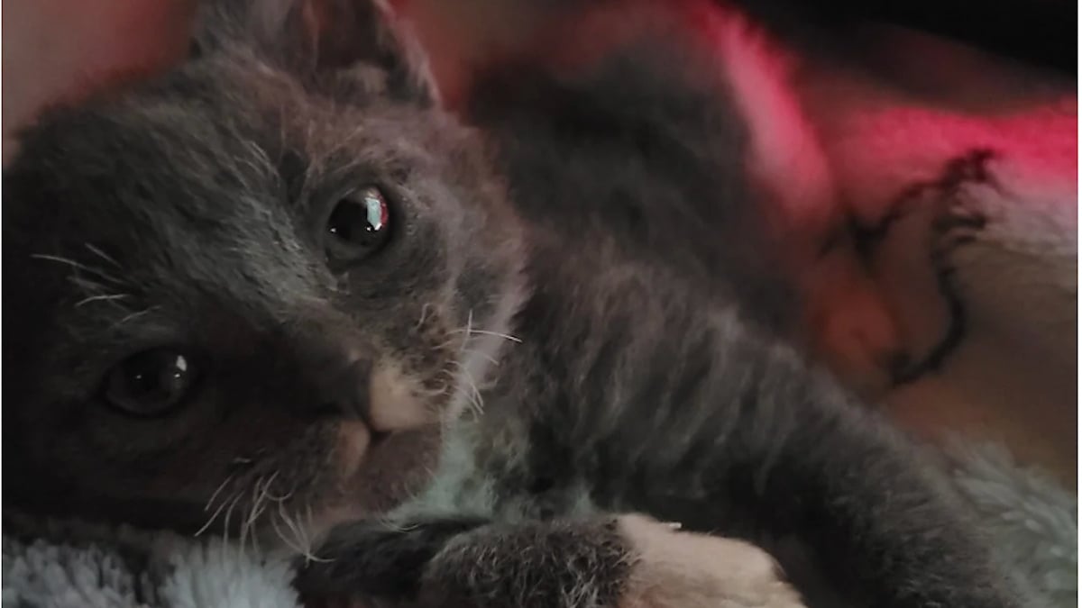Illustration : "Une famille regarde au-delà des apparences en adoptant le chaton jugé le plus laid de la portée "