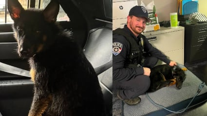 Illustration : Apr&egrave;s avoir sauv&eacute; un chien attach&eacute; &agrave; une cl&ocirc;ture sous la pluie, un policier retourne au refuge pour l'adopter