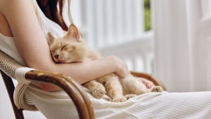 Illustration : Attachement f&eacute;lin : une &eacute;tude d'&eacute;thologie prouve que les chats sont plus attach&eacute;s &agrave; leur propri&eacute;taire qu'&agrave; leur territoire