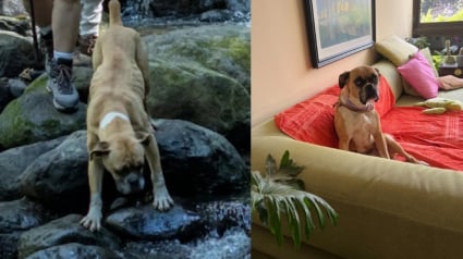 Illustration : Abandonn&eacute;e car atteinte d'un cancer, une chienne rencontre une randonneuse avec qui elle commence une nouvelle vie