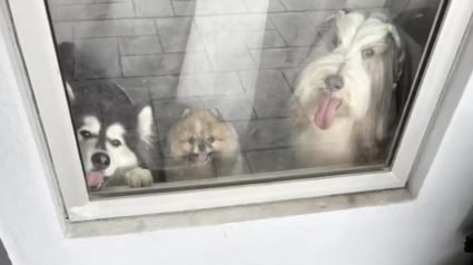 Illustration : Pour faire ses adieux &agrave; ses chiens pr&eacute;f&eacute;r&eacute;s, un livreur offre &agrave; leur ma&icirc;tresse toutes les photos d&rsquo;eux prises au fil des ans