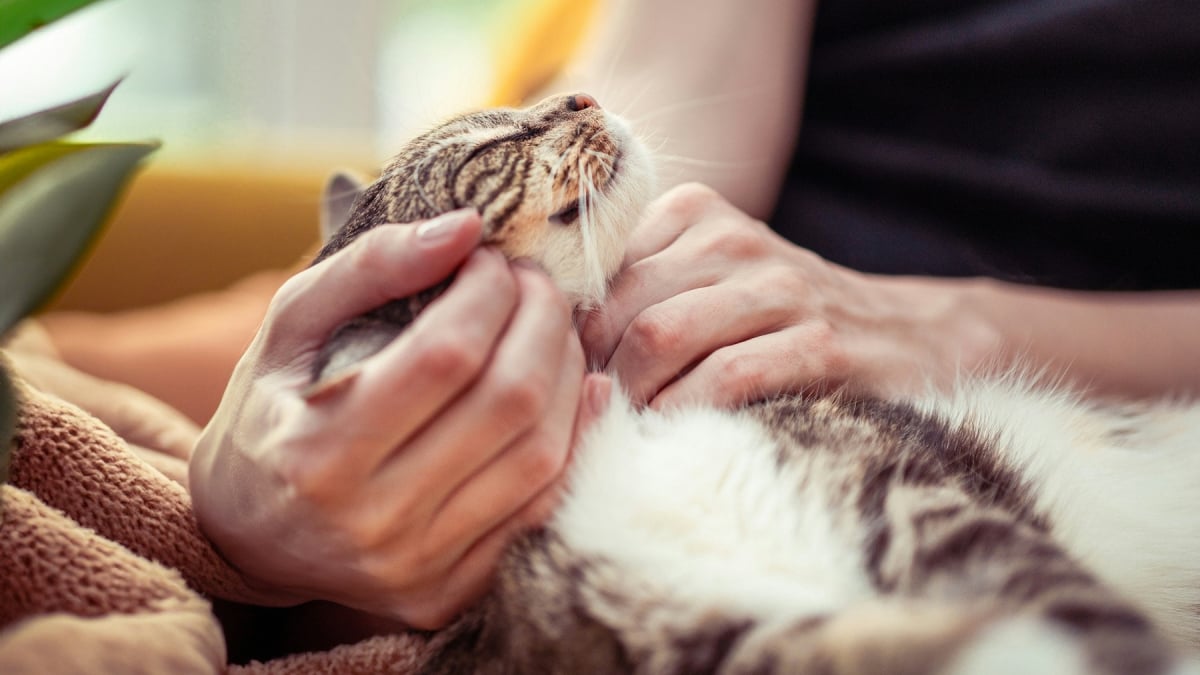Illustration : "Un chat qui ronronne est toujours heureux : mythe ou réalité ?"