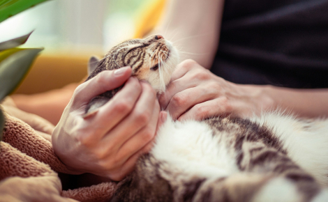 Un chat qui ronronne est toujours heureux : mythe ou réalité ?