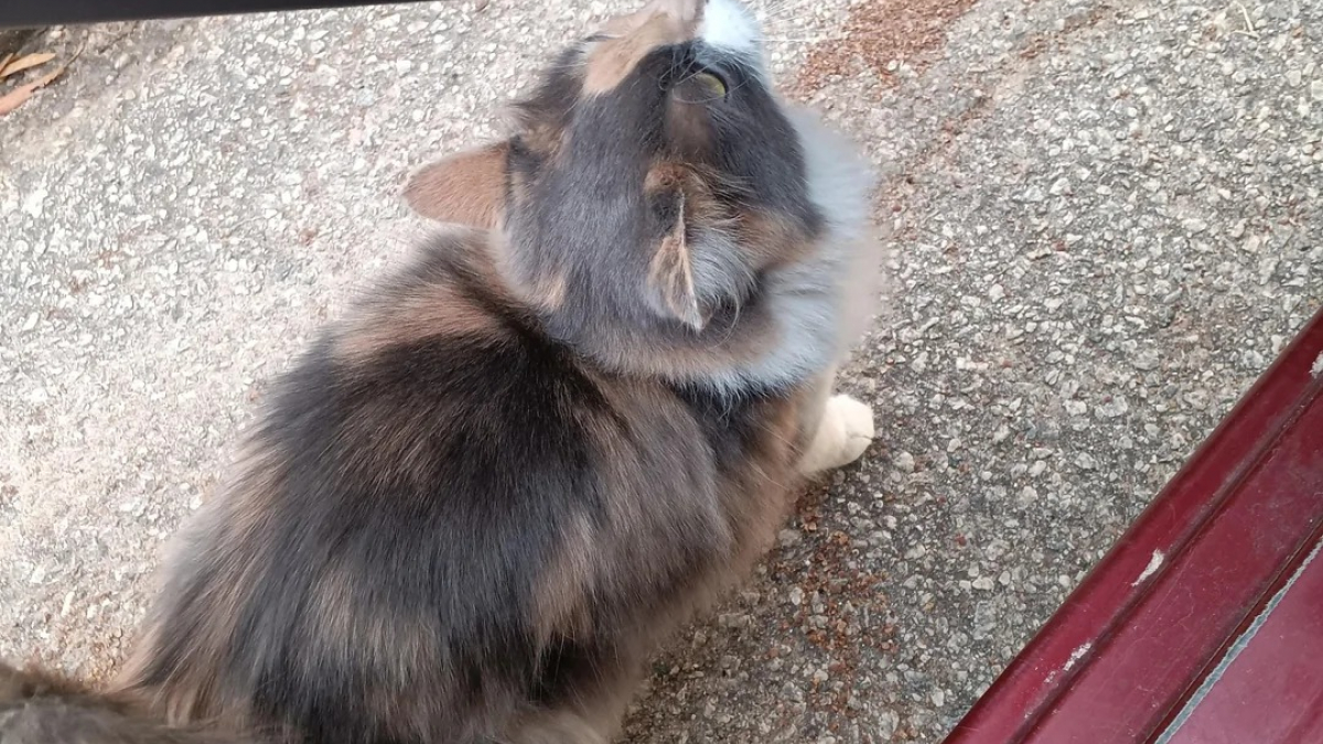 Illustration : "Un livreur voit une chatte errante monter dans son véhicule pour se réchauffer et décide de l'adopter "