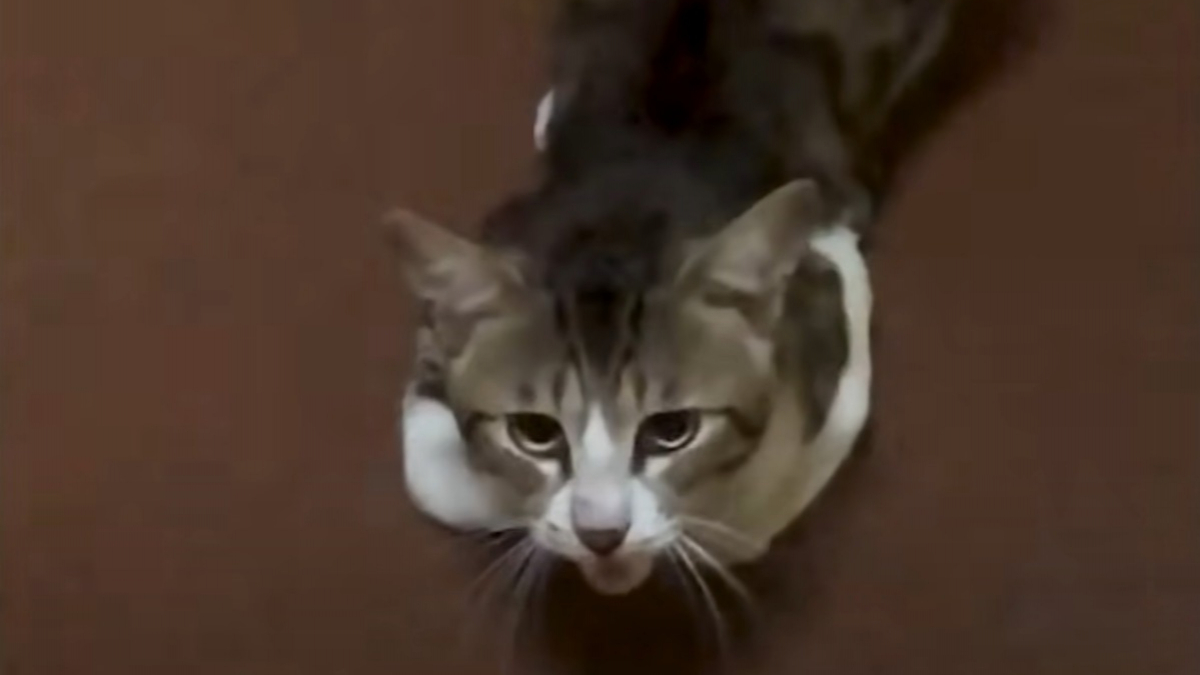 Illustration : "Découvert dans les parties communes d'une résidence, un chat errant se lie d'amitié avec un homme et finit par être adopté"