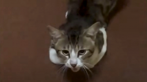 Illustration : Découvert dans les parties communes d'une résidence, un chat errant se lie d'amitié avec un homme et finit par être adopté