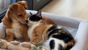 Illustration : « Quand votre chatte choisit votre chienne comme refuge », une vidéo montre une chatte rechercher le confort thermique avec un chien domestique