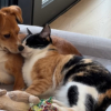 Illustration : &laquo; Quand votre chatte choisit votre chienne comme refuge &raquo;, une vid&eacute;o montre une chatte rechercher le confort thermique avec un chien domestique