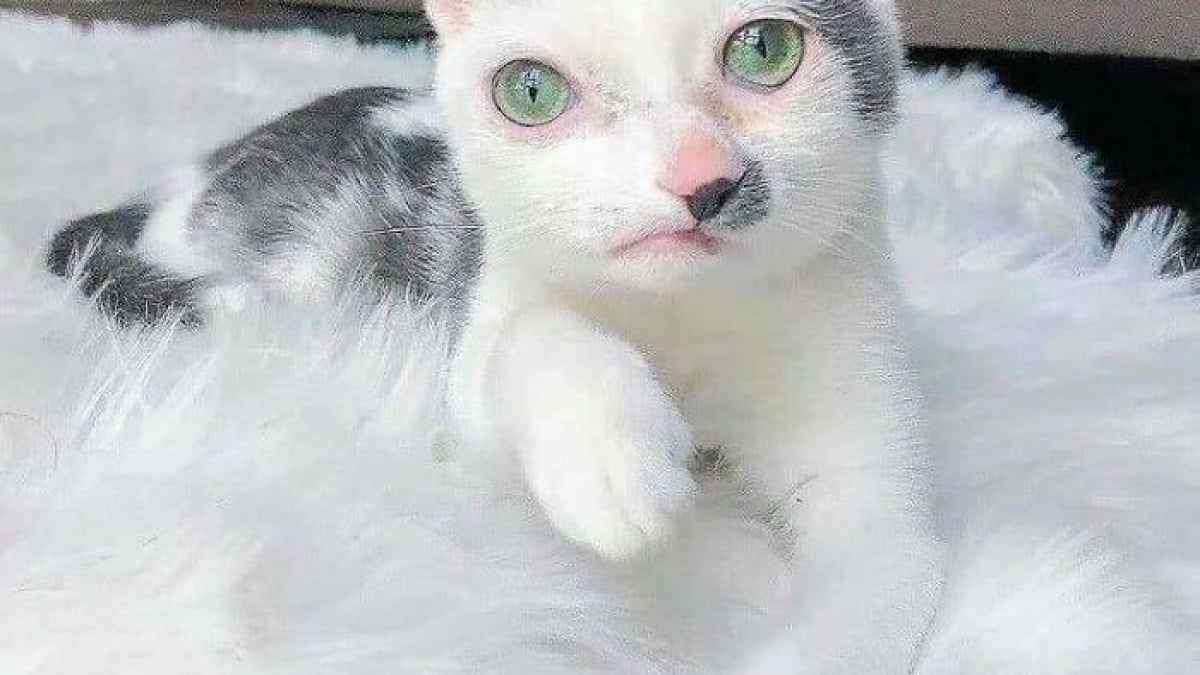 Illustration : "16 photos qui prouvent que, malgré leur différence, ces chats et ces chiens sont aussi beaux et pleins de vie que les autres"