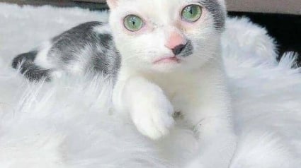 Illustration : 16 photos qui prouvent que, malgr&eacute; leur diff&eacute;rence, ces chats et ces chiens sont aussi beaux et pleins de vie que les autres