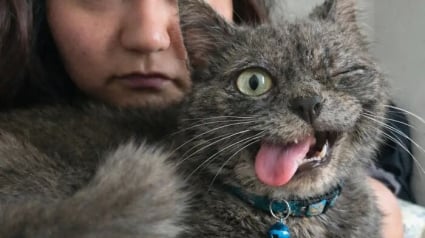 Illustration : 12 photos de chats prises sur le vif qui ne les pr&eacute;sentent pas sous leur jour le plus gracieux