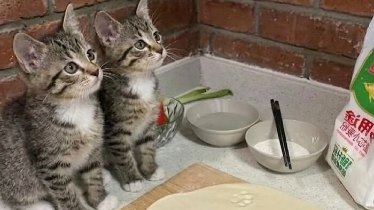 Illustration : "15 photos qui vous feront craquer à coup sûr pour les chats tigrés"