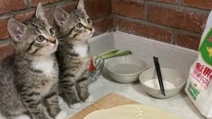 Illustration : 15 photos qui vous feront craquer &agrave; coup s&ucirc;r pour les chats tigr&eacute;s