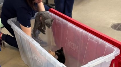 Illustration : Gar&eacute; sur le parking d&rsquo;un refuge, un homme assiste &agrave; l&rsquo;abandon de 2 port&eacute;es de chatons r&eacute;parties dans 3 caisses en plastique