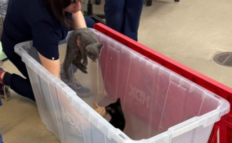 Garé sur le parking d’un refuge, un homme assiste à l’abandon de 2 portées de chatons réparties dans 3 caisses en plastique