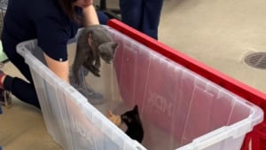 Illustration : Gar&eacute; sur le parking d&rsquo;un refuge, un homme assiste &agrave; l&rsquo;abandon de 2 port&eacute;es de chatons r&eacute;parties dans 3 caisses en plastique